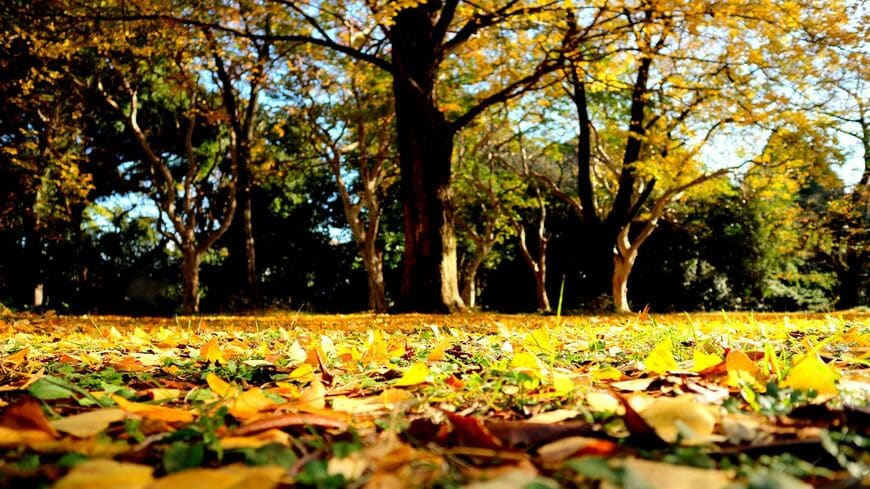 文京区白山にある「小石川植物園」は、くらたま姉妹のお気に入りスポット（写真：hirorin／PIXTA）