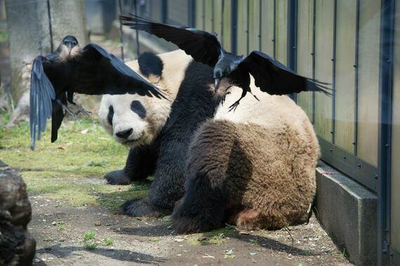 カラスが遊びに来ても嫌がらないリーリー（オス）。リーリーはシャオシャオとレイレイのお父さん。2014年4月9日撮影（写真：高氏さん提供）