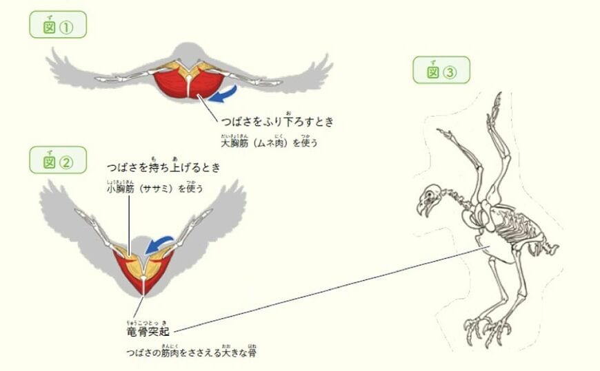 （出典：『カメの甲羅はあばら骨 ジュニア版』）