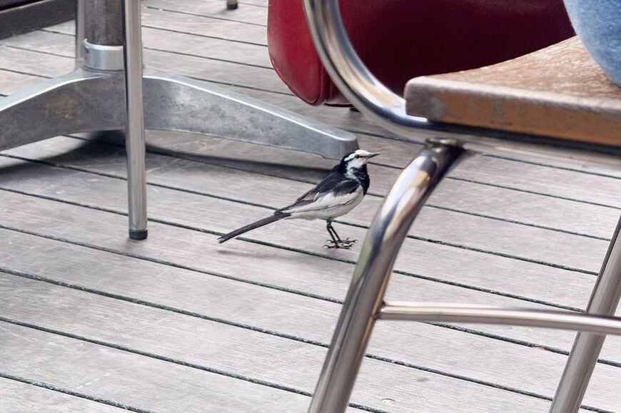 品川駅のオアシス。バルマルシェコダマのテラス席には小鳥もやってきます（筆者撮影）