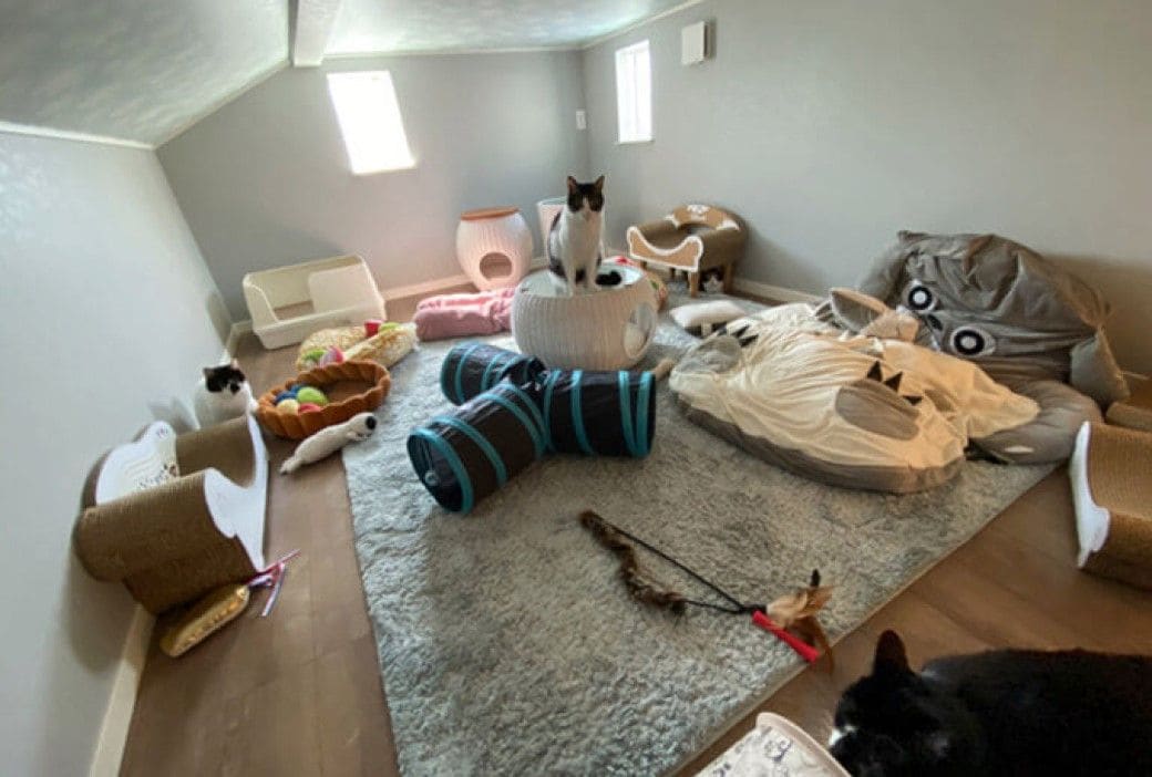 150平米 5匹の猫のために建てた豪邸 の全貌 Suumoジャーナル 東洋経済オンライン 社会をよくする経済ニュース