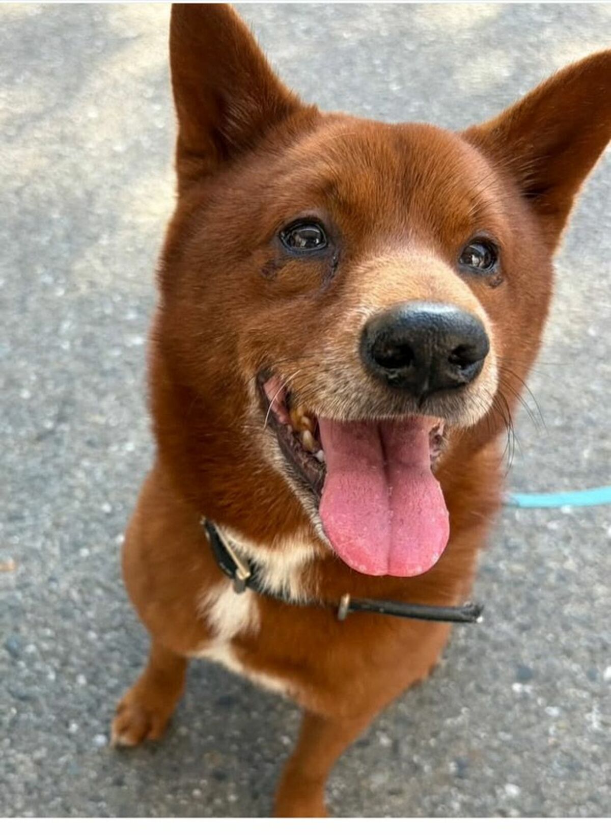 全国にわずか300頭の幻の柴犬「美濃柴犬」を守る高校生たちの奮闘