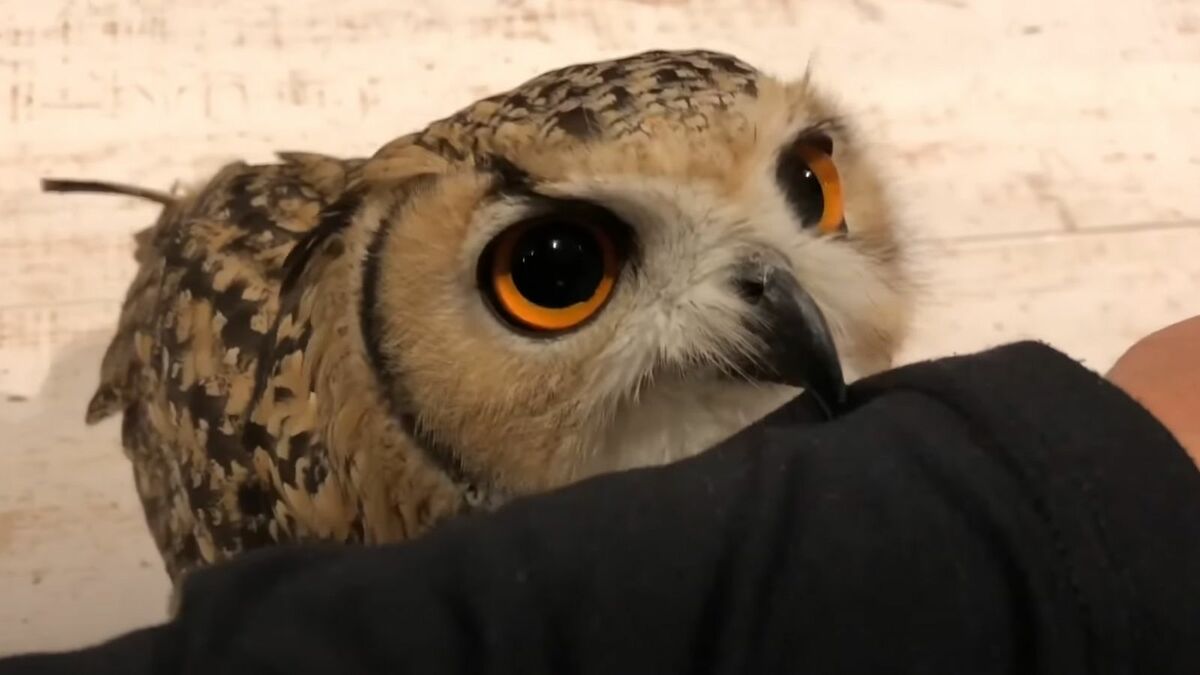 ｢パパ以外の家族を攻撃｣フクロウとの生活の実際 | ワンでもニャンでもない家族 | 東洋経済オンライン