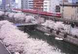 桜満開の日ノ出町付近を走る800形（撮影：南正時）