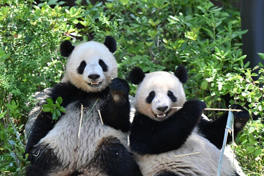 シャオシャオ、レイレイ。2023年5月4日撮影（写真：高氏さん提供）