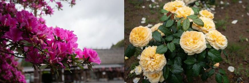 道の駅酒谷は、駐車場の花壇にも、バラやツツジなど四季折々の花が植えられている（筆者撮影）