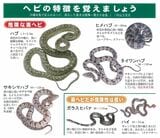 『令和7年ハブ咬症注意報』より引用