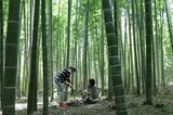 竹の新たな可能性を切り開く農場の秘密とは？（写真提供：若山農場）