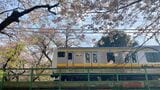 春の桜と南武線（編集部撮影）