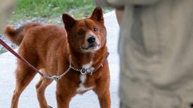 全国にわずか300頭ほど"幻の柴犬"—戦時下の悲劇を乗り越え未来へ命をつなぐ｢美濃柴犬研究班｣､高校生たちの奮闘