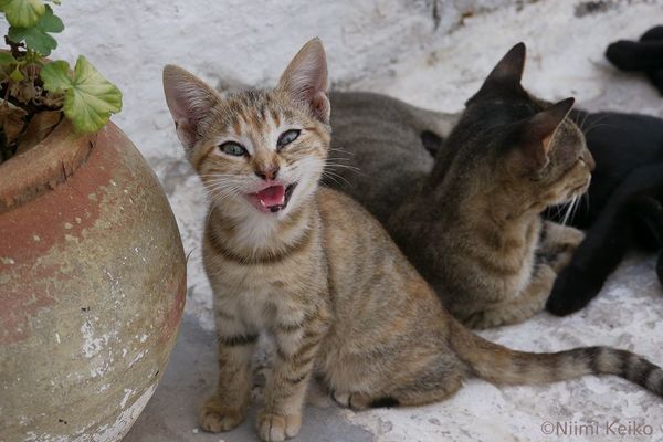 猫に学びたい 美味しく ご馳走 になる技術 人生で大切なことは みんな 猫 から学べる 東洋経済オンライン 経済ニュースの新基準