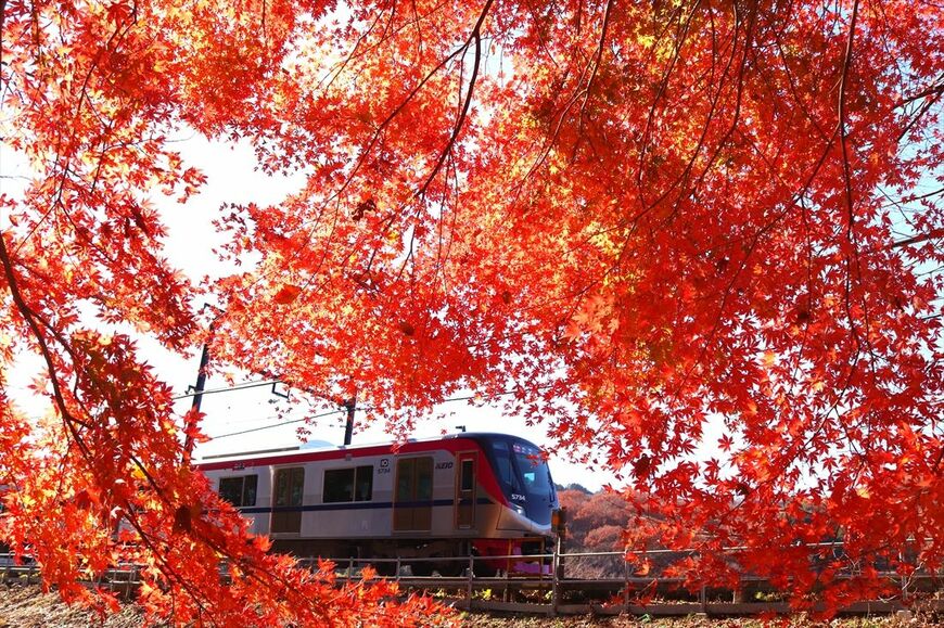 高尾の紅葉と5000系（撮影：南正時）