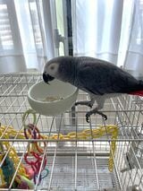 キクノスケくんのエサはペレット中心だが、エサはヨウムの好みに左右される（写真提供：カマタさん）