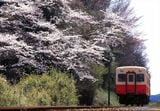 桜咲くなかを走る小湊鉄道のキハ200形（撮影：南正時）