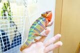 カメレオンと直接触れ合うハンドリングでは、“カメレオンの気持ち”を無視しないことがとても大切だという（写真提供：山村さん）