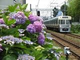 浜田山駅付近もアジサイの名所だ（撮影：南正時）