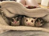 ポーチの中にもぐり、もえさんのお腹の上でくつろぐチャナちゃんとその娘たち（写真提供：ひろさん）