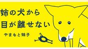 姉の犬から目が離せない