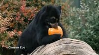 イギリスの動物園でハロウィーンの贈り物 かぼちゃで遊ぶクマの姿も