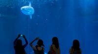 水族館の海洋生物｢へぇー｣と思う"意外な共通項"