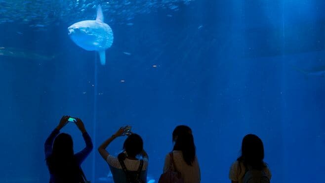 水族館の海洋生物｢へぇー｣と思う"意外な共通項"