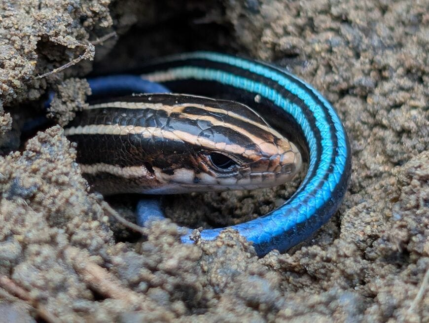 ヒガシニホントカゲ（写真：渡辺滋子さん撮影）