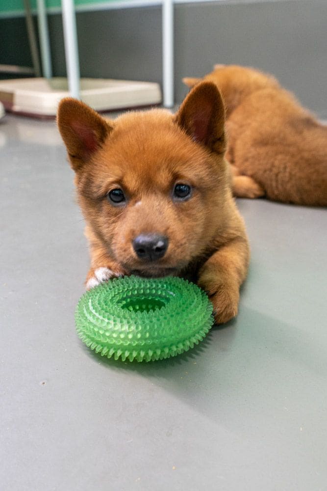 美濃柴犬の子犬