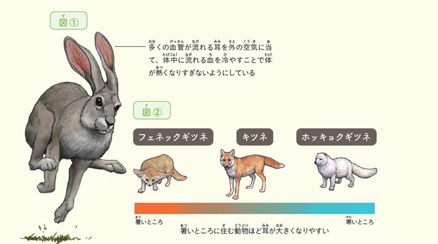 （出典：『カメの甲羅はあばら骨 ジュニア版』）