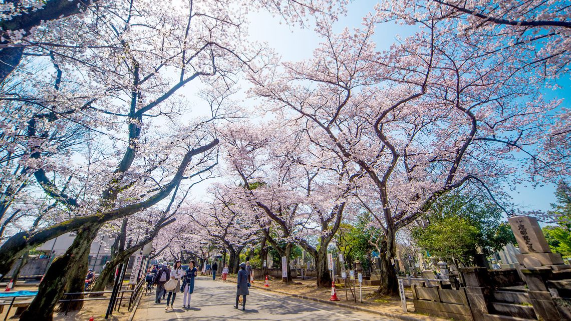 桜が満開の谷中霊園
