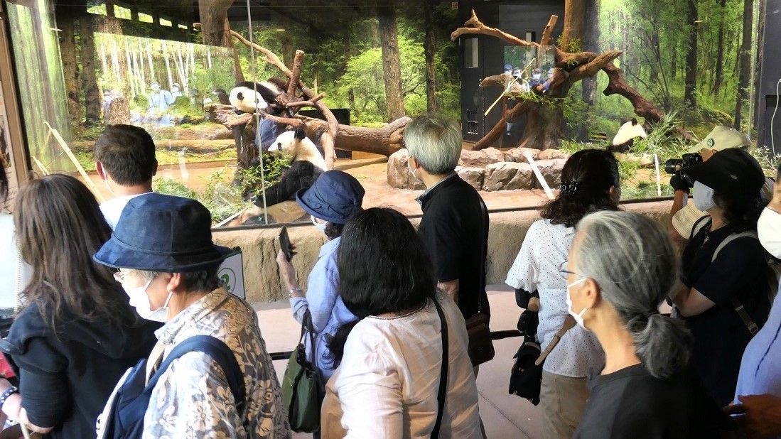 上野動物園の双子パンダを見る人だかり