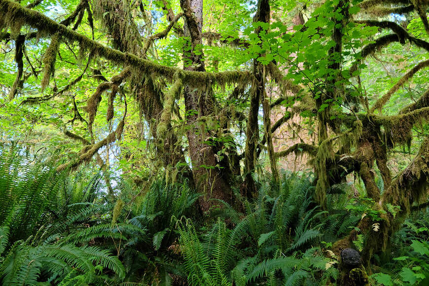 オリンピック国立公園は見渡す限り緑一色の温帯雨林。枝の先まで苔に覆われる原生林と、その根元を覆うシダの葉が独特の光景を生み出しています（写真：筆者提供）