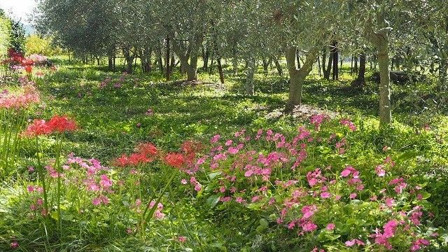 畑一面に草を生やして農作物を育てる「草生栽培」でオリーブを育てている。四季折々の花々が美しい（写真：山田オリーブ園）