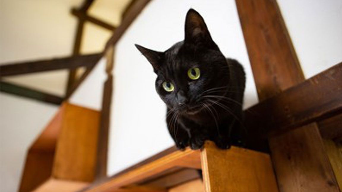 猫好き限定 賃貸 ねこのいえ を見に行く Suumoジャーナル 東洋経済オンライン 社会をよくする経済ニュース 猫好き限定 賃貸 ねこのいえ を見に行く Suumoジャーナル 東洋経済オンライン 社会をよくする経済ニュース