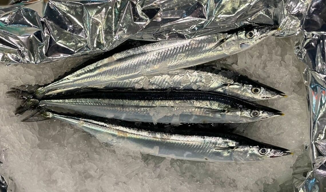 サンマ（写真：筆者提供） 
