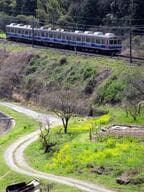 伊豆急8000系のラッピング列車