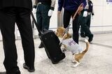 国交省は2020年に東京駅で危険物探知犬を使ったセキュリティ向上策の実証実験も行った（撮影：尾形文繁）