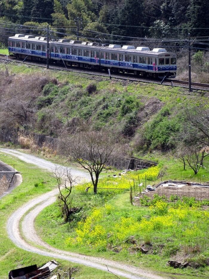 伊豆急8000系のラッピング列車