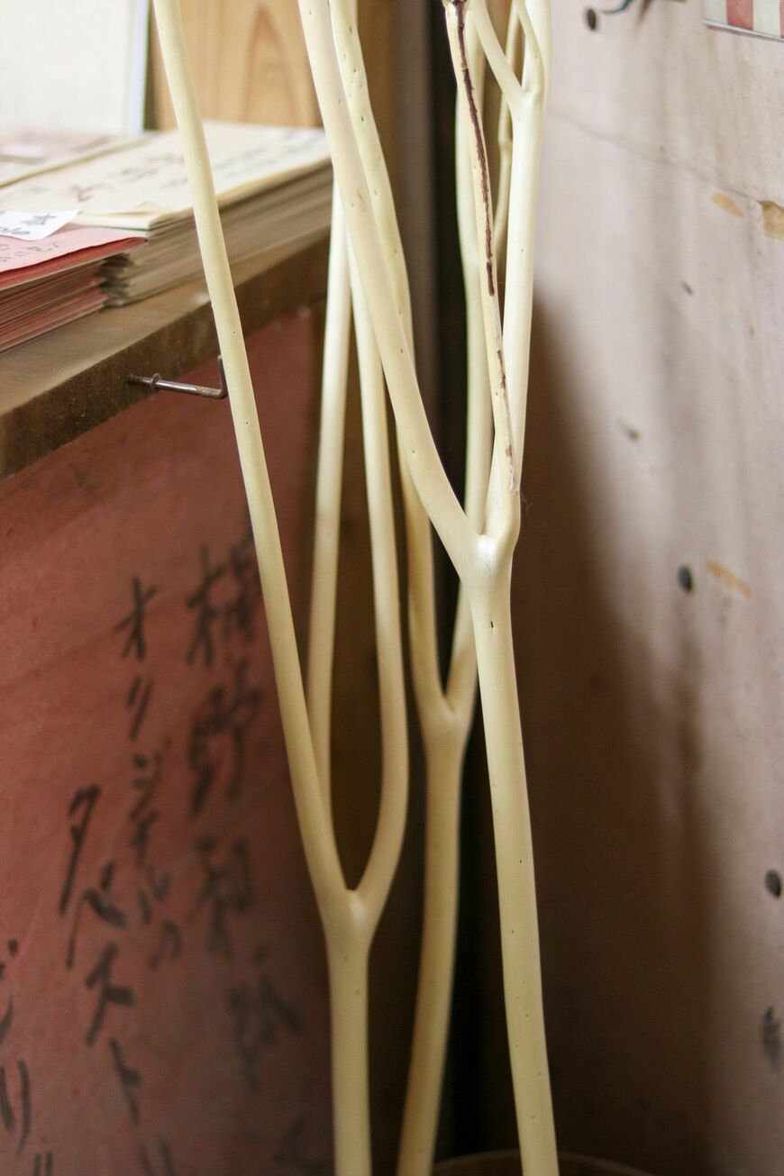 ミツマタの木（写真：筆者撮影）