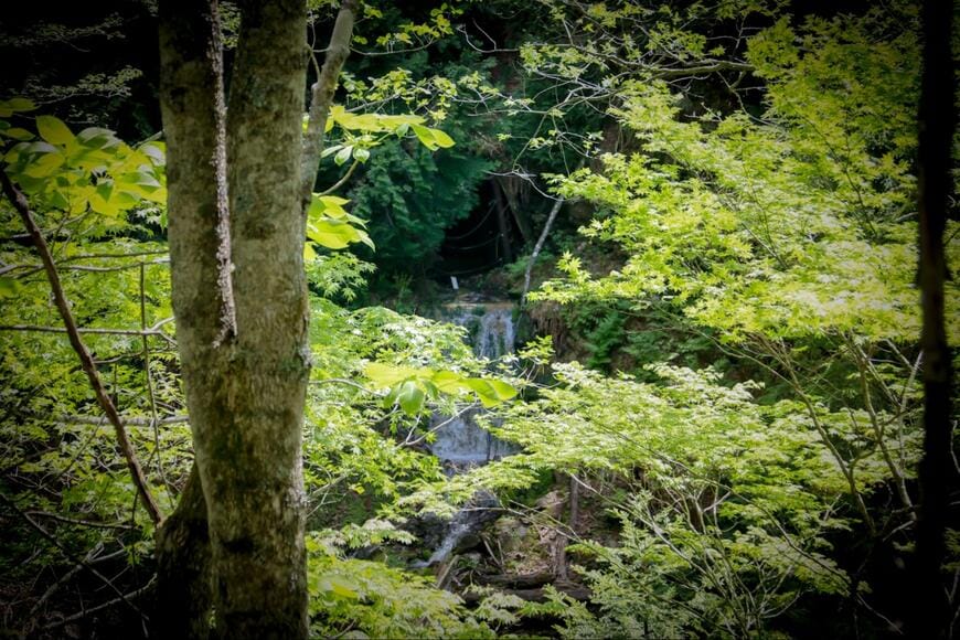 三菱が採掘していた時代の通洞坑。内部は水没し、地下水が流れ出している（写真：筆者撮影）