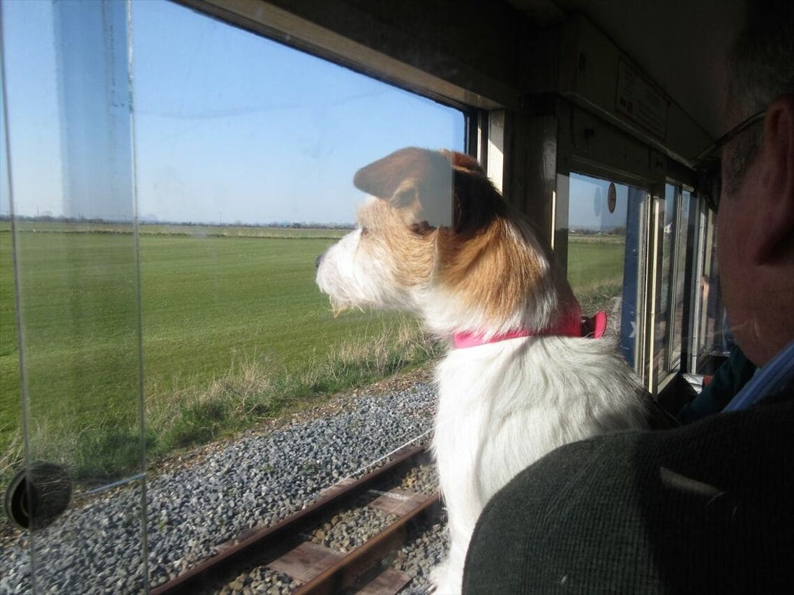 車窓を眺める犬