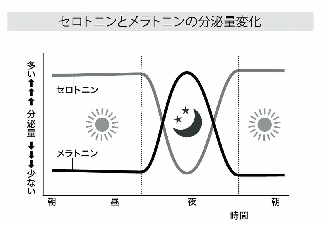 セロトニンとメラトニンの分泌量変化