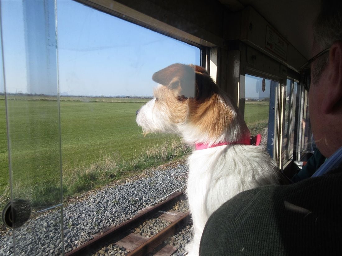 車窓を眺める犬（筆者撮影）