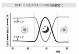 セロトニンとメラトニンの分泌量変化