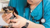 獣医がどんどん｢歯科医化｣している理由 動物病院の経営はかつてほどに楽じゃない