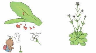 強烈にたくましい｢8つの植物｣のすごい生き様