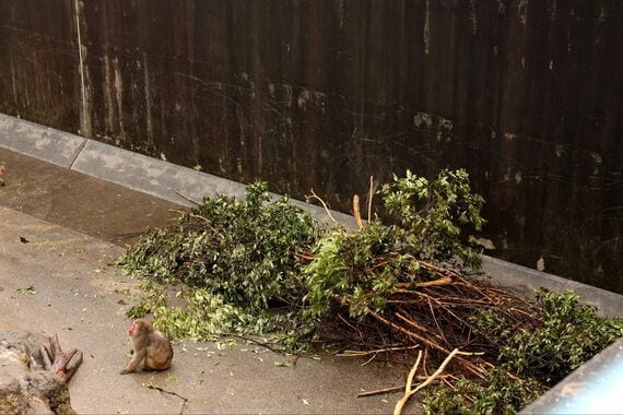 市川市動植物園 サル山