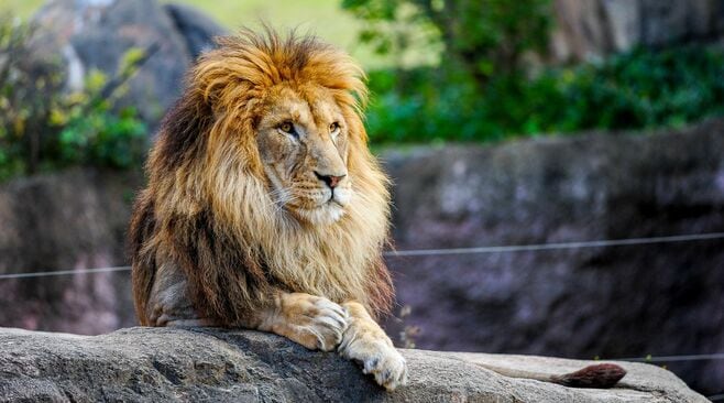 入社試験で出題｢動物園の来園者数｣増やす施策