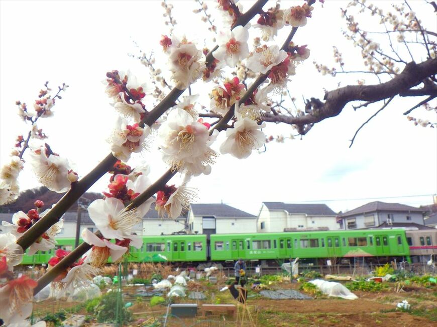 百草園付近を走る8000系「高尾山トレイン」（撮影：南正時）