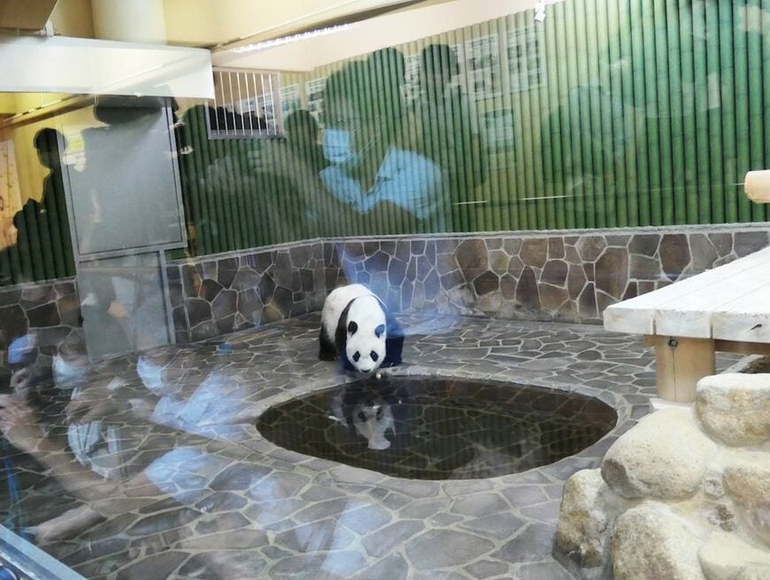 パンダのタンタン