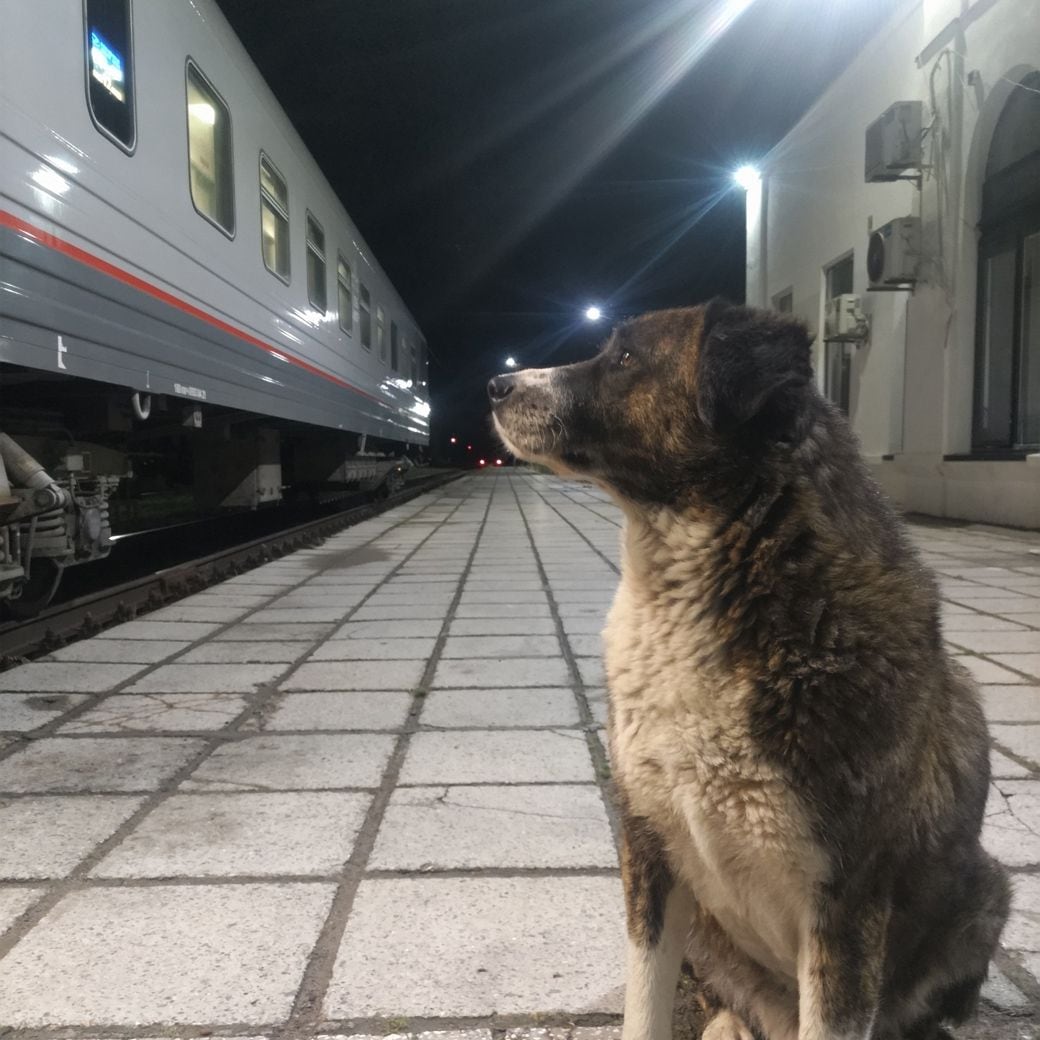 ジョージア 野犬